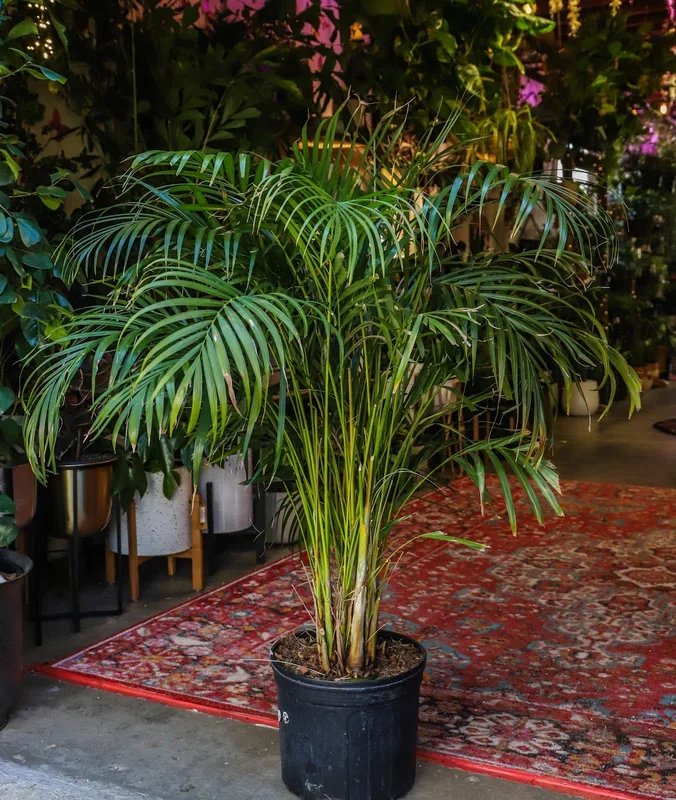 10″ Areca Palm