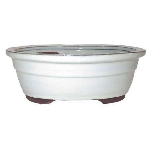 10″ Glazed Ceramic Oval Bonsai Pot- (New Cream) – Brussel’s Bonsai