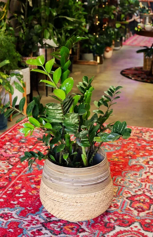 10″ Zamioculcas Zamiifolia