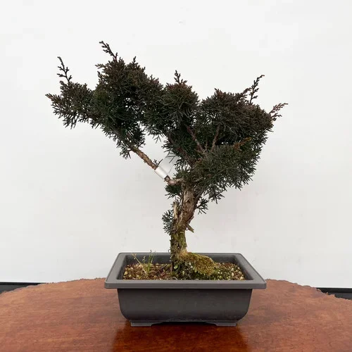 10 Year Old Pot Grown Juniper Shimpaku ‘Itoigawa’ No. 5097