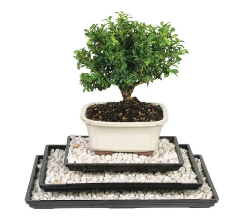 13″ bonsai drip tray; bonsai tree humidity tray | Brussel’s – Brussel’s Bonsai