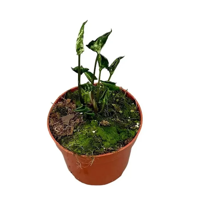 15 cm Syngonium Godzilla House Plant 10,5 cm Pot