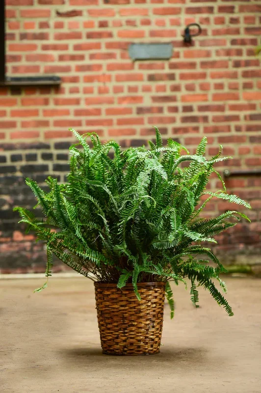 15 Gallon Kimberly Queen Fern