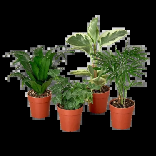 2″ Tropical Plant Variety Bundle