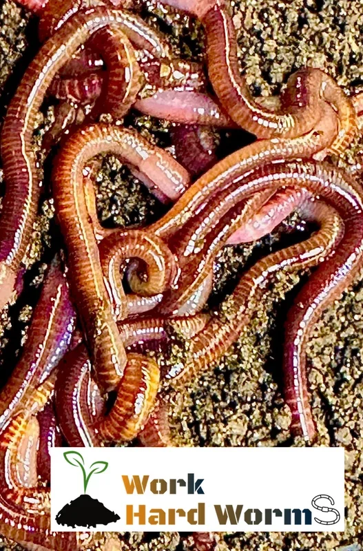 260 Count (1/4 lb) Red Wiggler Live Worms- Composting, Feeding, Fishing