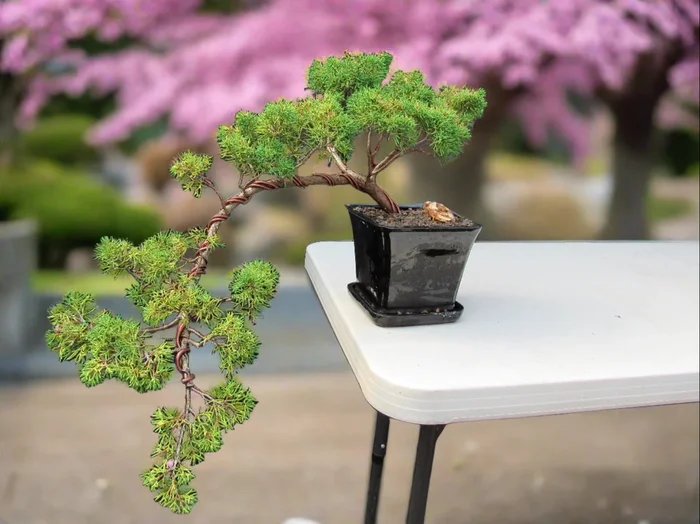 28 Year Old Golden Joy Shimpaku Chinese Juniper Specimen Cascade Bonsai Tree