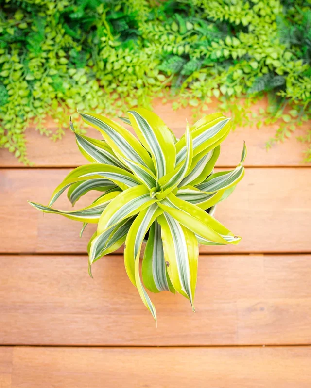 3″ Dracaena Lemon Lime