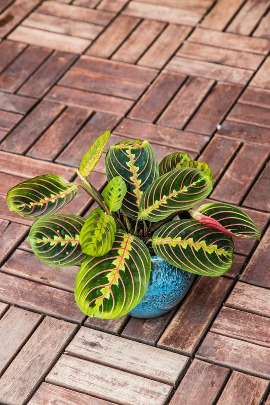 3″ Maranta Burgundy (Red Prayer Plant)
