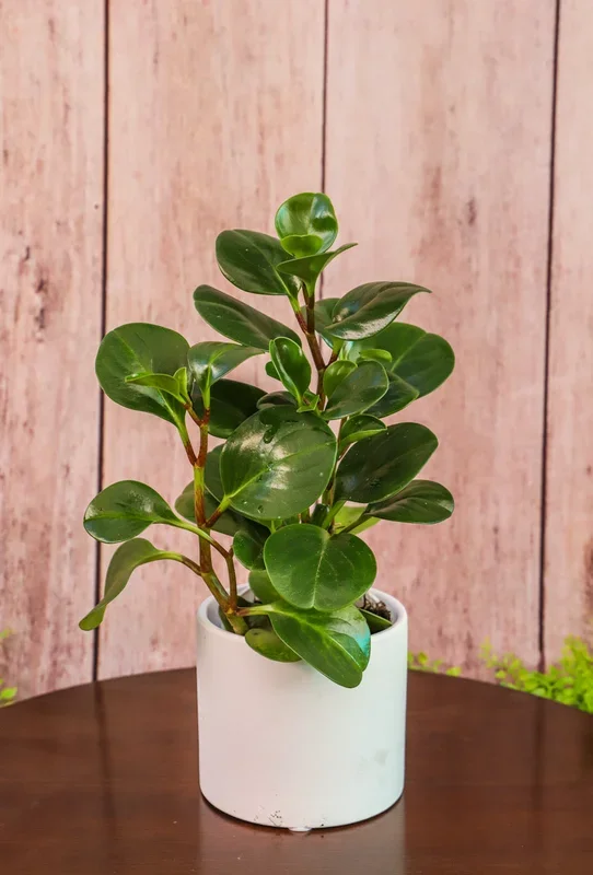 3″ Peperomia Thailand
