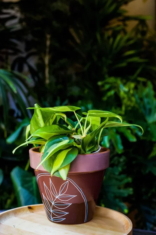 3″ Philodendron Cordatum Brasil (Philodendron hederaceum ‘Brasil’)