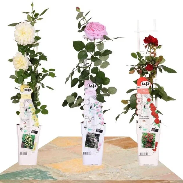 3 ROSALES DIFERENTES BLANCO, ROJO Y ROSA 60CM