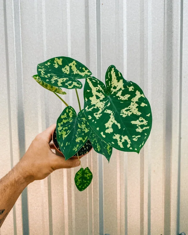 4″ Alocasia ‘Hilo Beauty’