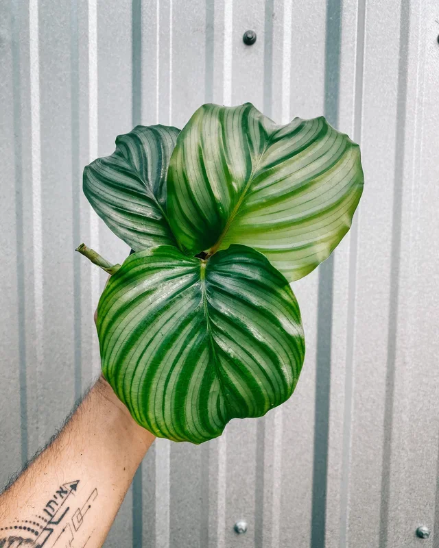 4″ Calathea ‘Orbifolia’
