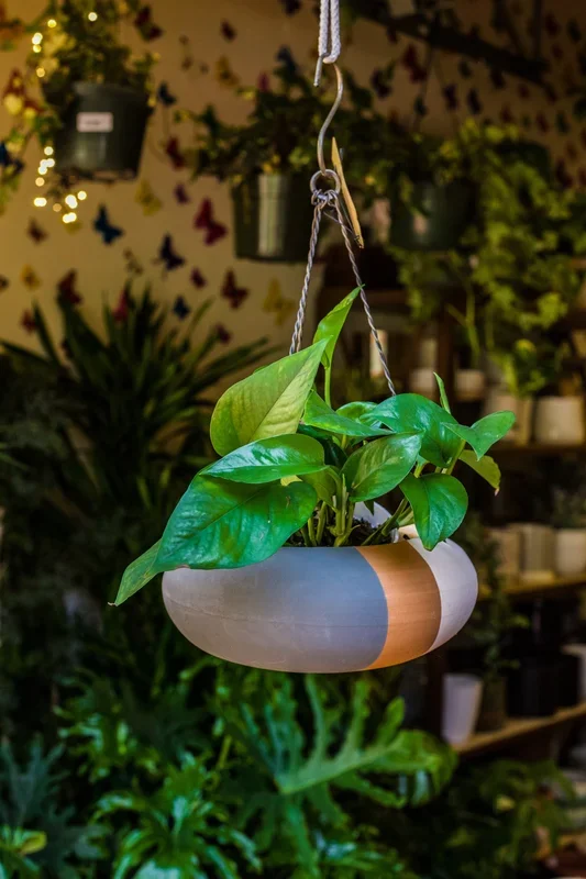 4″ Golden Pothos (Epipremnum aureum)