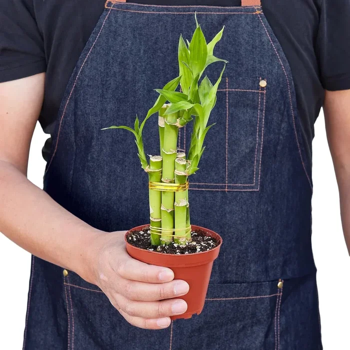4″ Lucky Bamboo