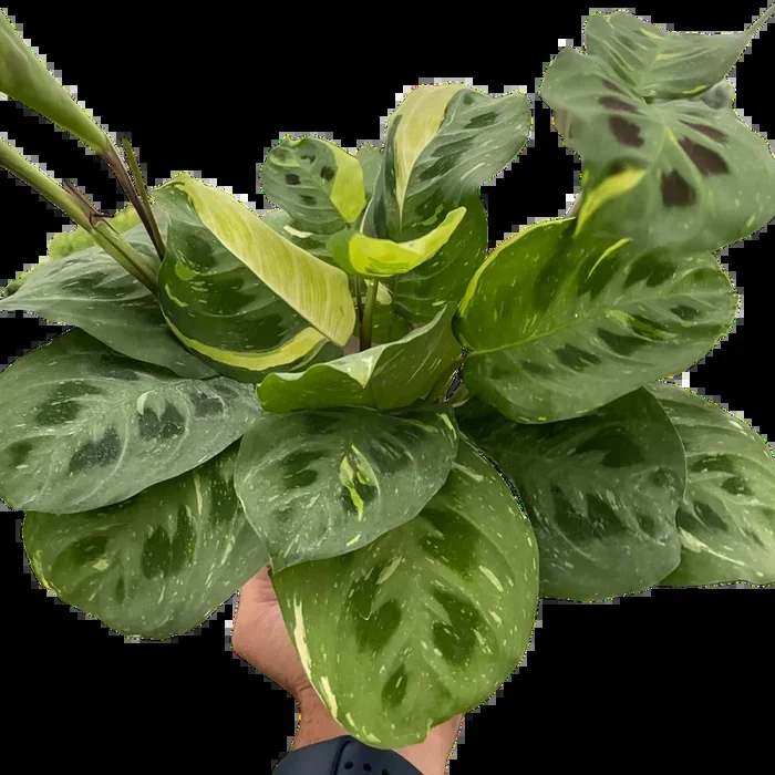 4″ Maranta Variegated ‘Beauty Kim’