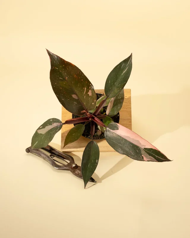 4″ Philodendron ‘Pink Princess’