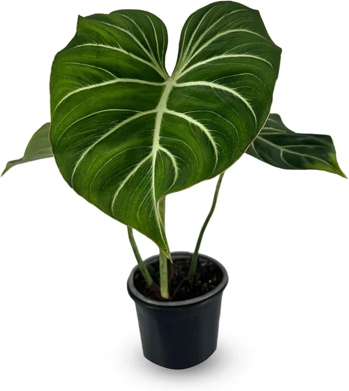 4″ Philodendron Gloriosum