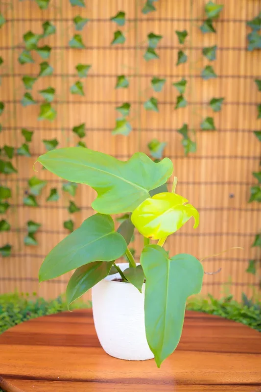 4″ Philodendron Golden Violin