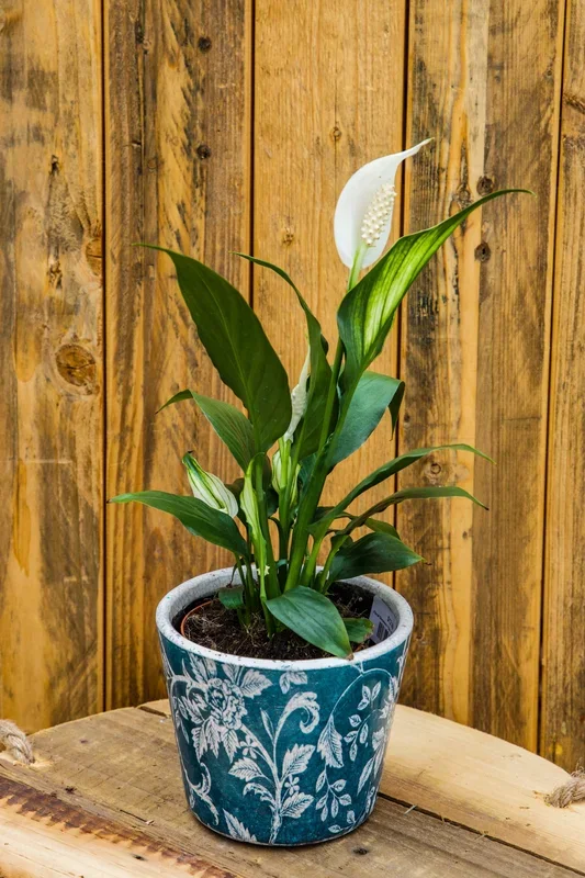 4″ Spathiphyllum “Peace Lily”