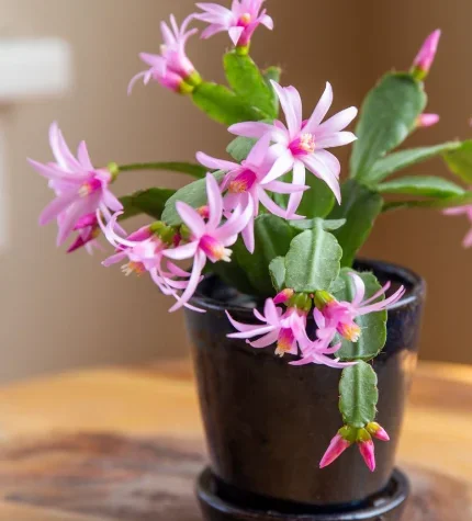 4″ Spring Cactus (Assorted Colors)