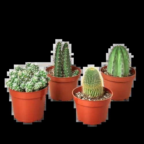 4 Cacti Variety Pack – 4.0″ Pot