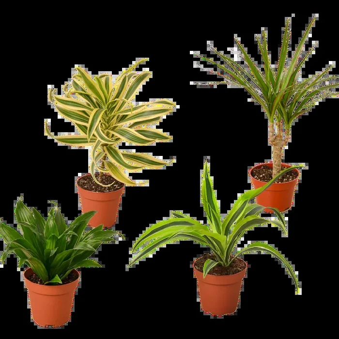 4 Different Dracaenas Variety Pack – Live House Plant – FREE Care Guide – 4″ Pot