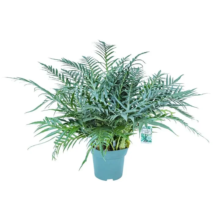 40 – 50cm Aglaomorpha Jim 32cm Hydro Pot Office Plants