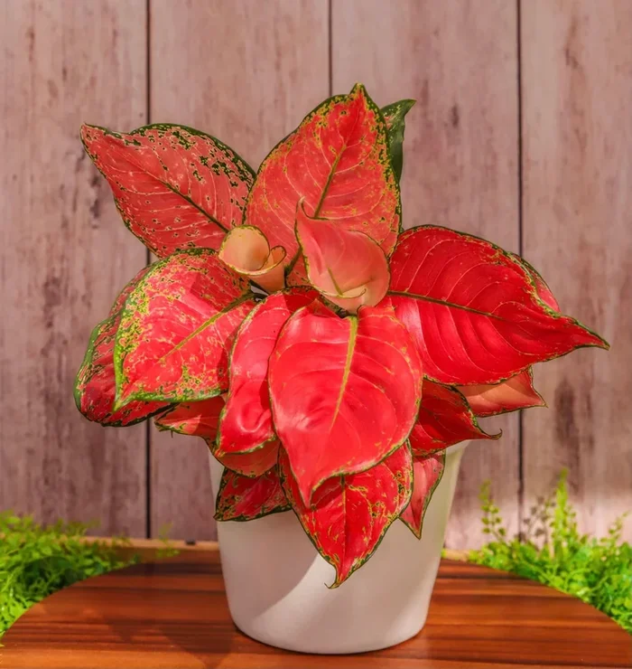 5″ Aglaonema Lucky Red