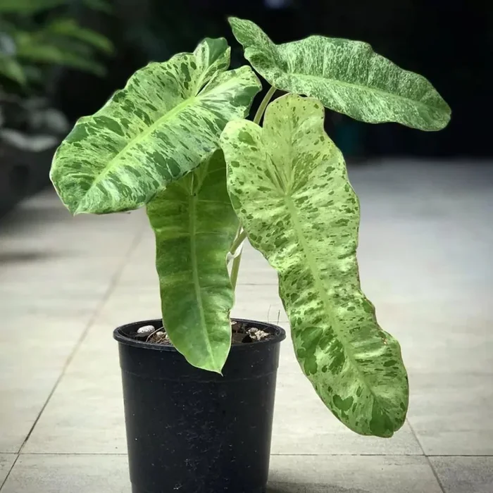 5 Gallon Philodendron Paradiso