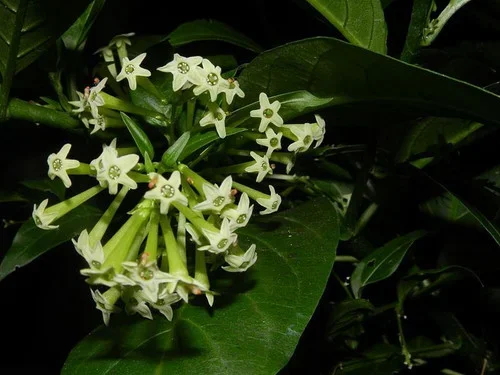 5 Night Blooming Jasmine – Cestrum nocturnum – plugs / cuttings / transplants