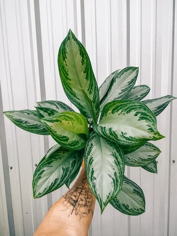 6″ Aglaonema ‘Silver Bay’