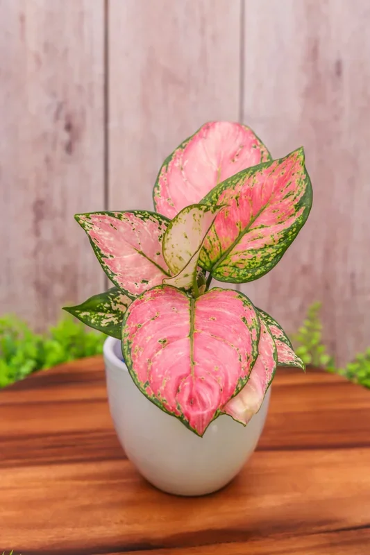 6″ Aglaonema Lady Valentine