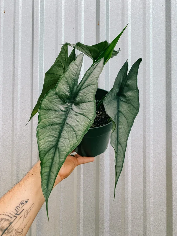 6″ Alocasia ‘Heterophylla Dragon’s Breath’