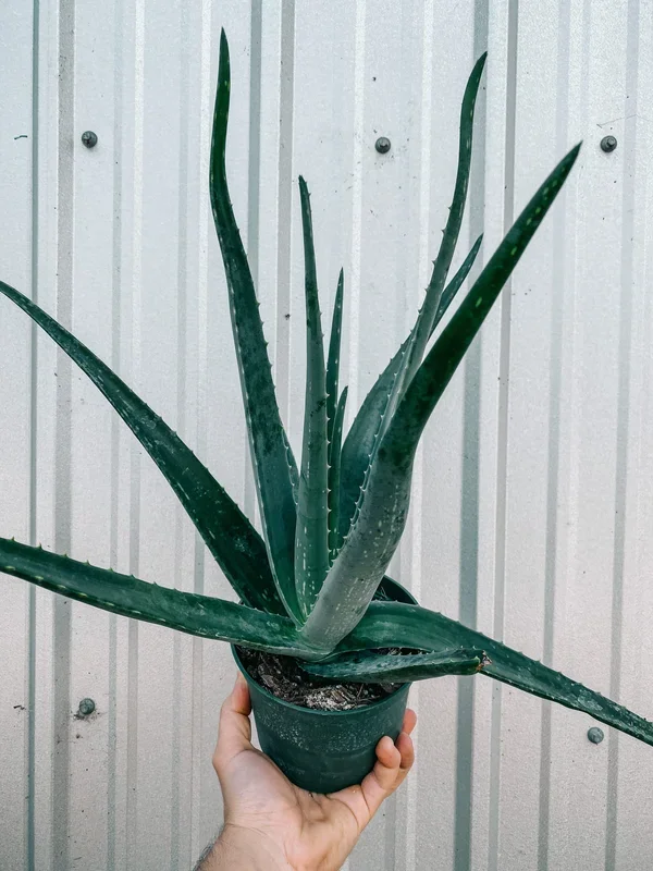 6″ Aloe ‘Hedgehog’