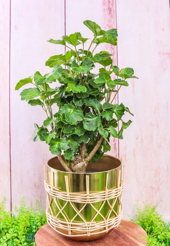 6″ Balfour Aralia Stump