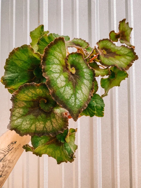 6″ Begonia ‘Harmony’s Nautilus’