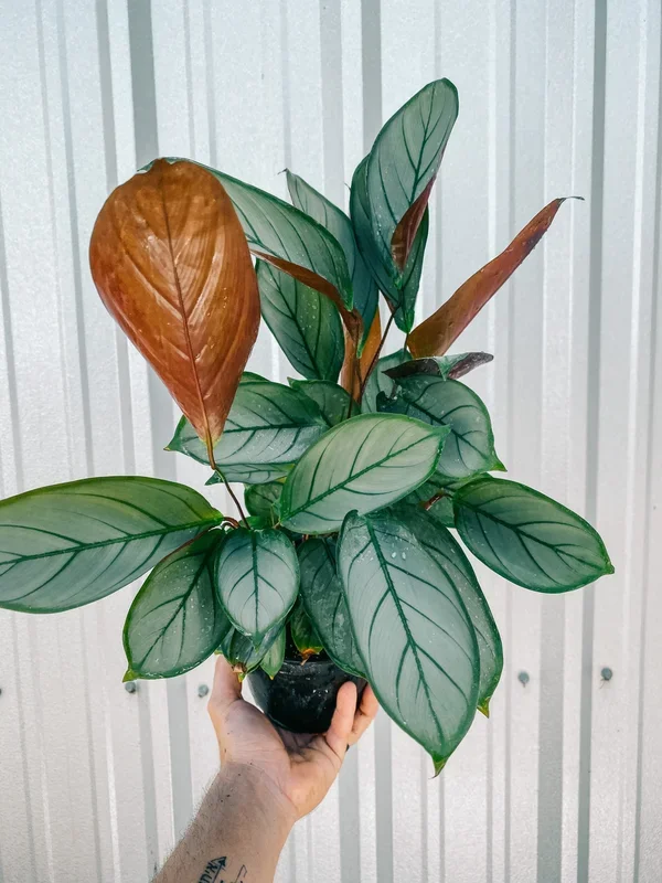 6″ Ctenanthe ‘Silver Star’