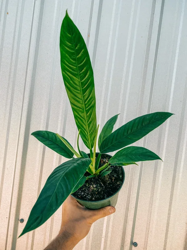 6″ Philodendron ‘Campii Lynette’