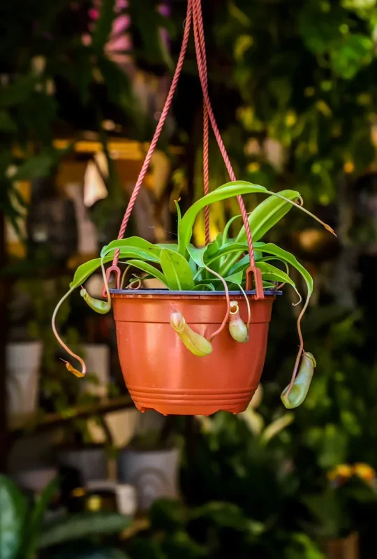 6″ Pitcher Plant (Nepenthes Monkey Cup)