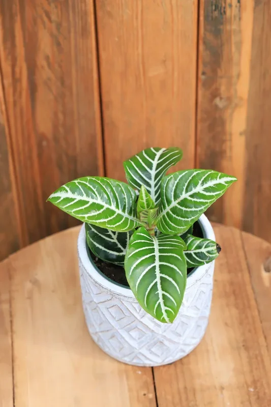 6″ Zebra Plant (Aphelandra squarrosa)