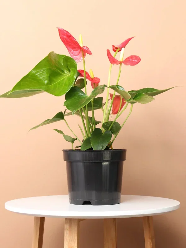 6” Anthurium
