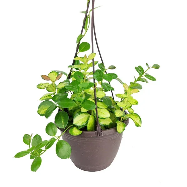 6 inch Hoya Australis Lisa