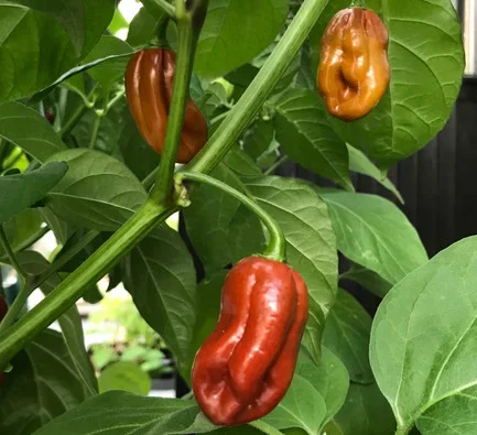 7 Pot Pepper, Burgundy