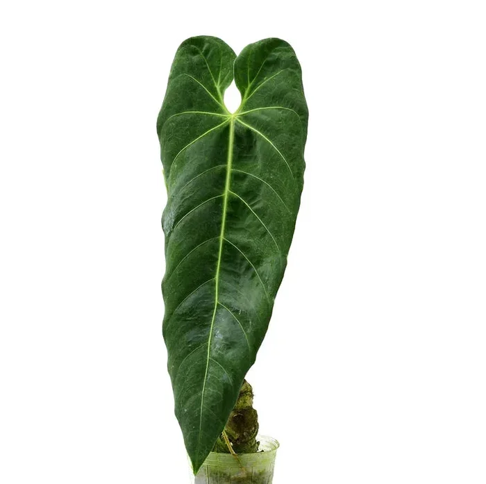 8″ Anthurium metallicum