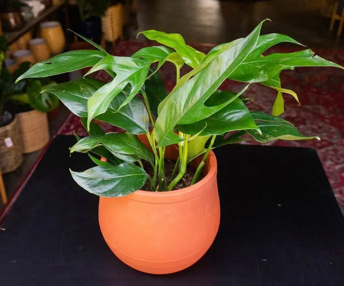 8″ Baltic Blue Pothos (Epipremnum Pinnate)