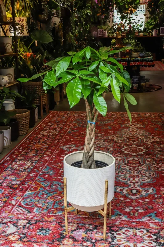 8″ Pachira Braid (Money Tree)