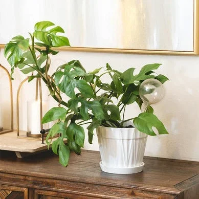8 inch Decorative Ceramic Pot With Saucer