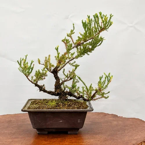 –ashley– Pot Grown Variegated Juniper (3633)