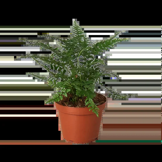 ‘Korean Rock’ Fern